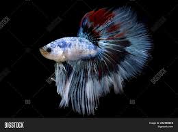 Betta fish can have tank mates with the right size aquarium and care. Fancy Betta Fish Image Photo Free Trial Bigstock