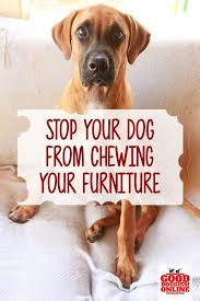 Easy Ways On How To Stop A Dog From Chewing On Furniture Dog Training Obedience Stop Dog Chewing Dog Training