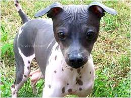 American Hairless Terriers