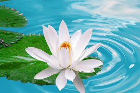 Flowers are the prettiest things that were ever made, and each of them has its own inimitative beauty. Top 10 Most Beautiful Flowers In The World Depthworld Com