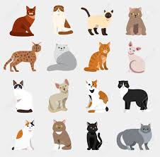 Dessin facile animaux mignon photos de chatfr template invitation ideas 2019. Races De Chat Mignon Animal De Compagnie Animalier Illustration Vectorielle Animaux Icones Dessin Anime Differents Chats Clip Art Libres De Droits Vecteurs Et Illustration Image 83126306