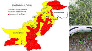 Olive Zytoon Cultivation In Pakistan Agriculture Information Bank