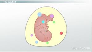 What Is Amniotic Fluid Levels Function Composition