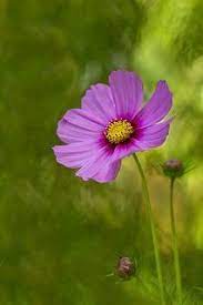 Pin By Frases Mensagens E Poesias On Cosmos Flower Wallpaper Nature Flowers Cosmos Flowers Beautiful Flowers