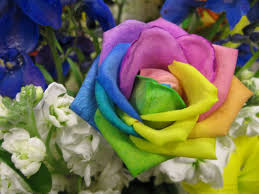22 stalks of blue roses baby's breath eucalyptus. Rare Flower Rainbow Roses Real Thunderscloud