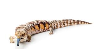 They are docile, quiet, gentle, and easily tamed, which is why they make great beginner pets. Blue Tongued Skinks Paws Claws Pet Medical Center