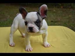 We breed french and english bulldogs ! French Bulldog Puppy For Sale Male Tri Color French Bulldog Puppies For Sale In Tampa Fl Youtube