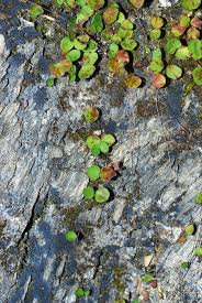Image result for Adiantum mendoncae