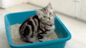 Kedi Tuvalet Egitimi Nasil Verilir Kedi Blog
