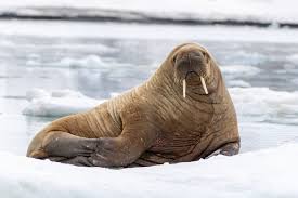 Image result for walrus