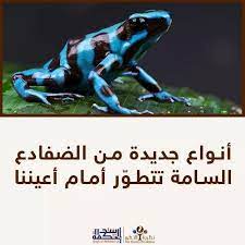 يعتقد العلماء أن الضفدع السام poison dart frog الذي يتواجد في البيرو و الذي ي قلد جيرانه من الضفادع في تفاصيل مذهلة evolution theory of evolution animals
