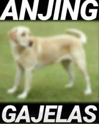 Badan anjing herder tersebut terasa berat menidih badanku. 57 Ide Anjing Anjing Meme Anjing Lelucon Lucu