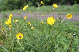 Image result for Ranunculus oreophytus
