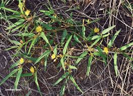 Image result for Corchorus kirkii