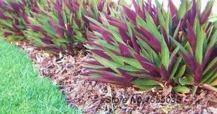 Rhoeo Plant Image To Be Planted With Other Massed Succulent Plant Under Frangipani And Low Maintenance Garden Design Plants Around Pool Tropical Landscaping