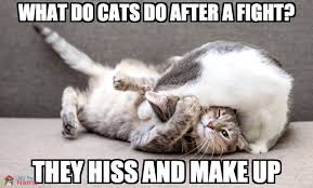 Wanna hear a bad cat joke? Catfight Meme Cat Puns Cats Cat Jokes