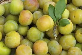 The plum tree (prunus domestica) is a fruit tree that is part of the rosaceae family. Prunus Domestica Green Gage European Plum