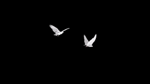 Terns are a group of generally medium to large seabirds typically with grey or white plumage, often with black markings on the head. Two White Doves Flying Round Transparent Loop By Videomagusfx Videohive
