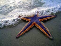 Purple And Orange Starfish Sea Animals Starfish Species Ocean Life