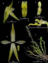Image result for Polystachya campyloglossa
