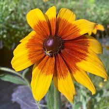 Image result for Rothia hirsuta