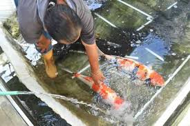 Meski demikian, banyak yang tidak sabar dan menyelepekan kondisi kolam baru. Artikel Waspadai Hama Dan Penyakit Ikan Koi Yang Mengganggu Kesehatan