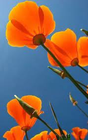 Pin On Flowers