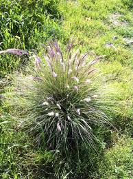 Image result for Cenchrus setaceus