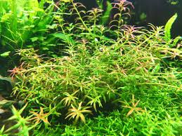 Image result for Rotala mexicana