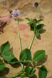 Image result for Trifolium isthmocarpum