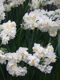 Narcissus Sir Winston Churchill Narcissus Wholesale Flowers List Of Flowers