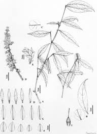 Image result for Rinorea