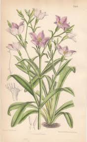 Image result for Chironia