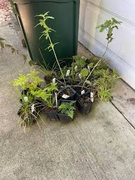 Image result for Senecio strictifolius