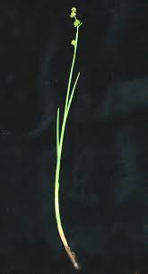 Image result for Fuirena bullifera