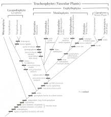 Image result for Pteris auquieri