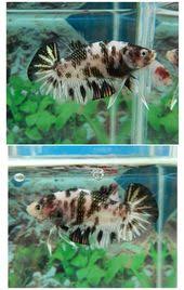 Pin On Koi Bettas 100