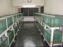 Fish Breeding Setup Aquarium Fish Tank Breeding Betta Fish Fishing Room