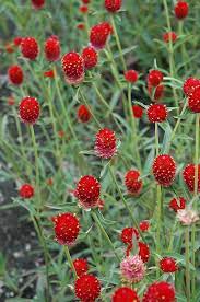 Qis Red Gomphrena Gomphrena Qis Red At Chalet Nursery Globe Amaranth Dried Flowers Trees To Plant