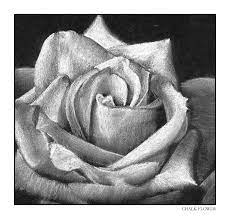 Supplied with a white envelope in a biodegradable bag. Chalk Flower By Bulletinthegun On Deviantart