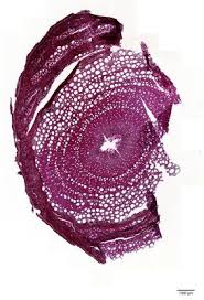 Image result for Dalbergia bracteolata