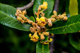 Image result for Syncolostemon linearis