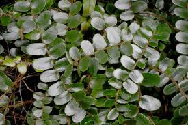 Image result for Pellaea doniana