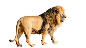 According to david alderton's book wild cats of the world albino lions had been recorded in the. African Lion Facts Habitat Diet Behavior