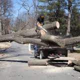 Maybe you would like to learn more about one of these? Welch Professional Tree Service Tree Removal Tree Trimming Tree Work In Asheboro Nc Bewertungen 2021 Trustindex Io