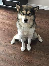 Storm Had A Grade 4 Heart Murmur For The Last 2 Years Today We Found Out Her Heart Murmur Is Completely Gone Happy D Cuddly Animals Animal Lover Cute Animals