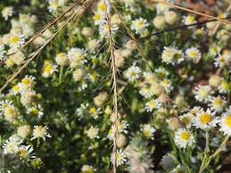 Image result for Enteropogon