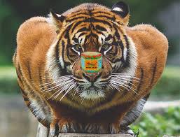 Elle peut en outre varier selon la forme commerciale du. Le Baume Du Tigre Indications Et Proprietes Du Produit