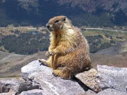 Marmot Wikipedia
