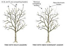 Image result for pruning plum trees
